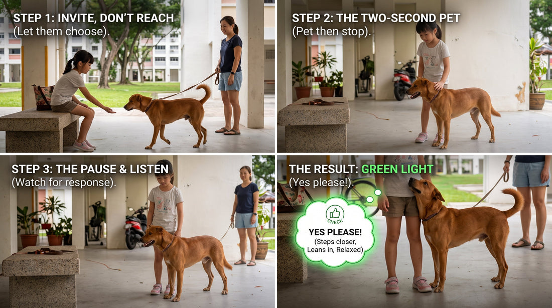 The 3 Step Dog Consent Test: How to Let Your Dog Say "Yes" or "No" to Petting