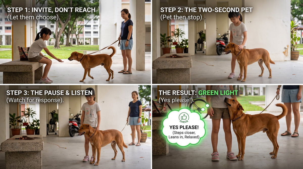 The 3 Step Dog Consent Test: How to Let Your Dog Say "Yes" or "No" to Petting