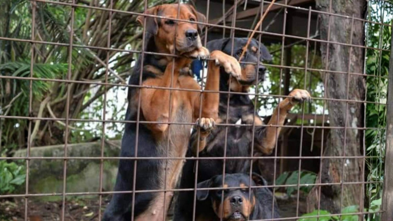 Supporting Animal Welfare in Singapore: Adopt, Don't Shop!