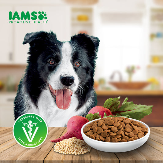 IAMS Proactive Health Premium Dog Dry Food for Adult Dogs