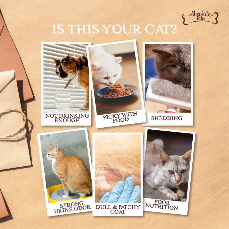 Absolute Bites Wild Age Complete & Balanced Diet Canned Cat Food - Chicken Recipe 80g (Box of 6)