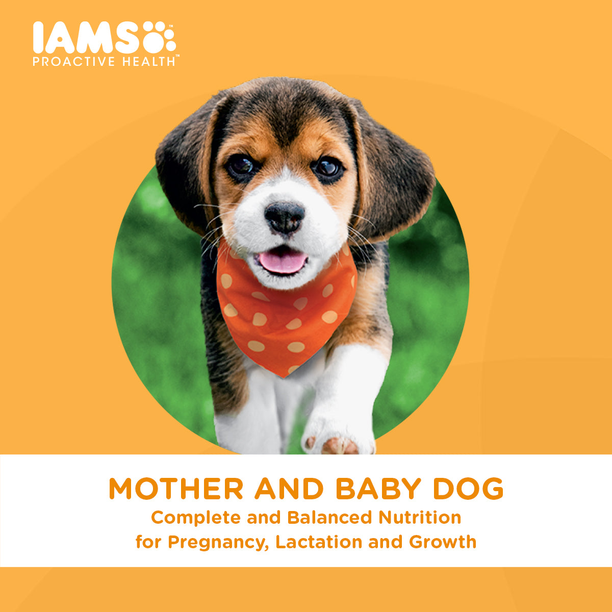 IAMS Dog Food Mother And Baby Dog in Chicken Flavor Premium Dry Food