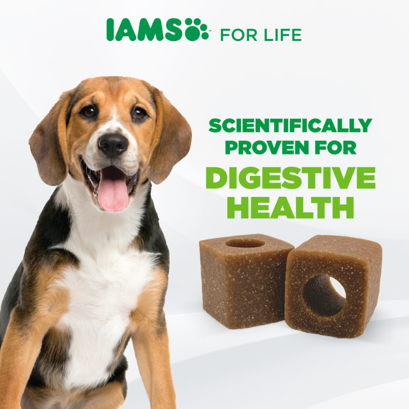 IAMS Dog Supplements for Digestive Care 168g