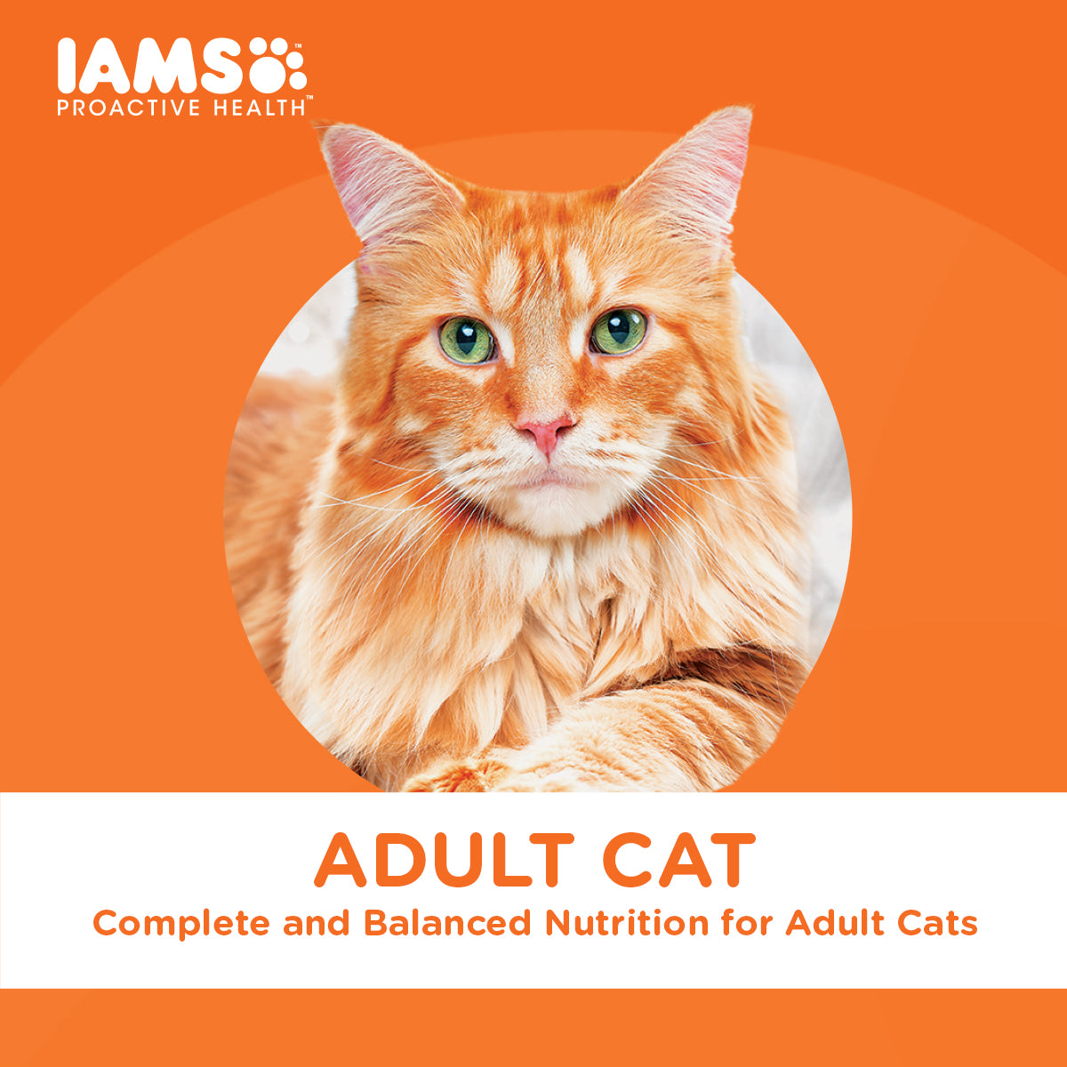 IAMS Proactive Health Premium Cat Food Dry Food in Chicken And Salmon