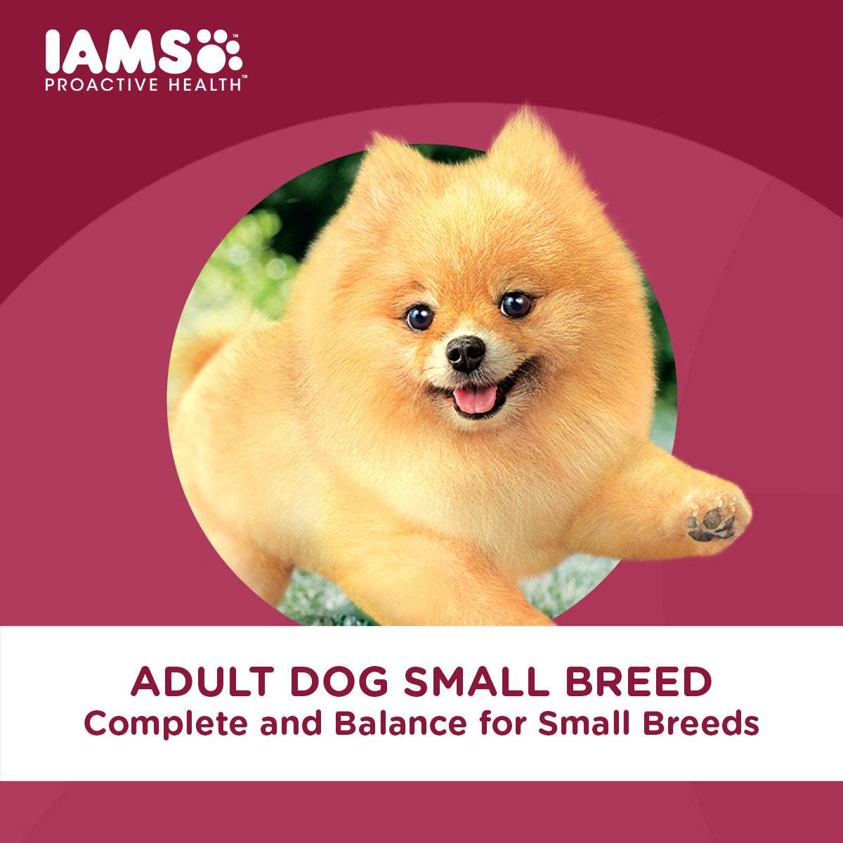 IAMS Proactive Health Premium Dog Food for Small Breed Adult Dogs