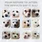 Nature’s Protection Superior Care White Dogs Lamb Small Breed Dog - 1.5kg