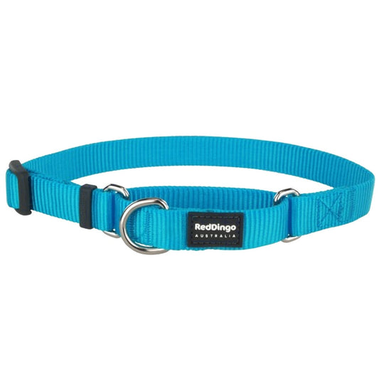 Bright blue Red Dingo Classic Martingale dog collar, 15mm wide, with stainless steel D-rings and black buckle.