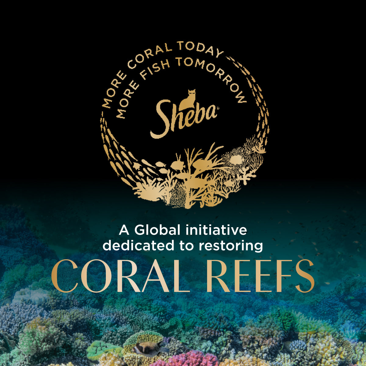 SHEBA Cat Wet Food Chicken Flavor 70g