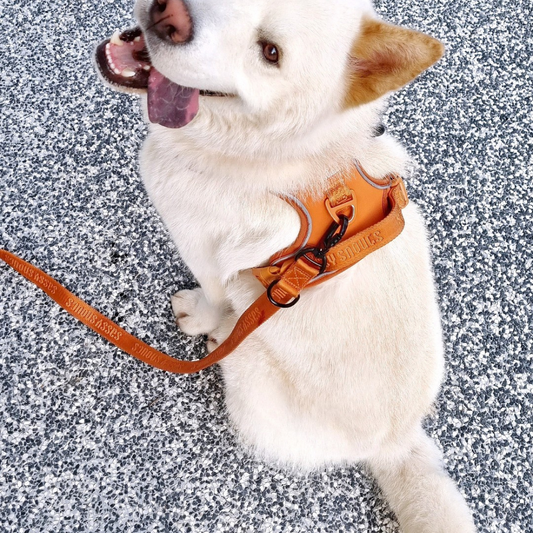 Sassy Snouts Signature Multi-way Leash in Caramel (Gen 2.0)