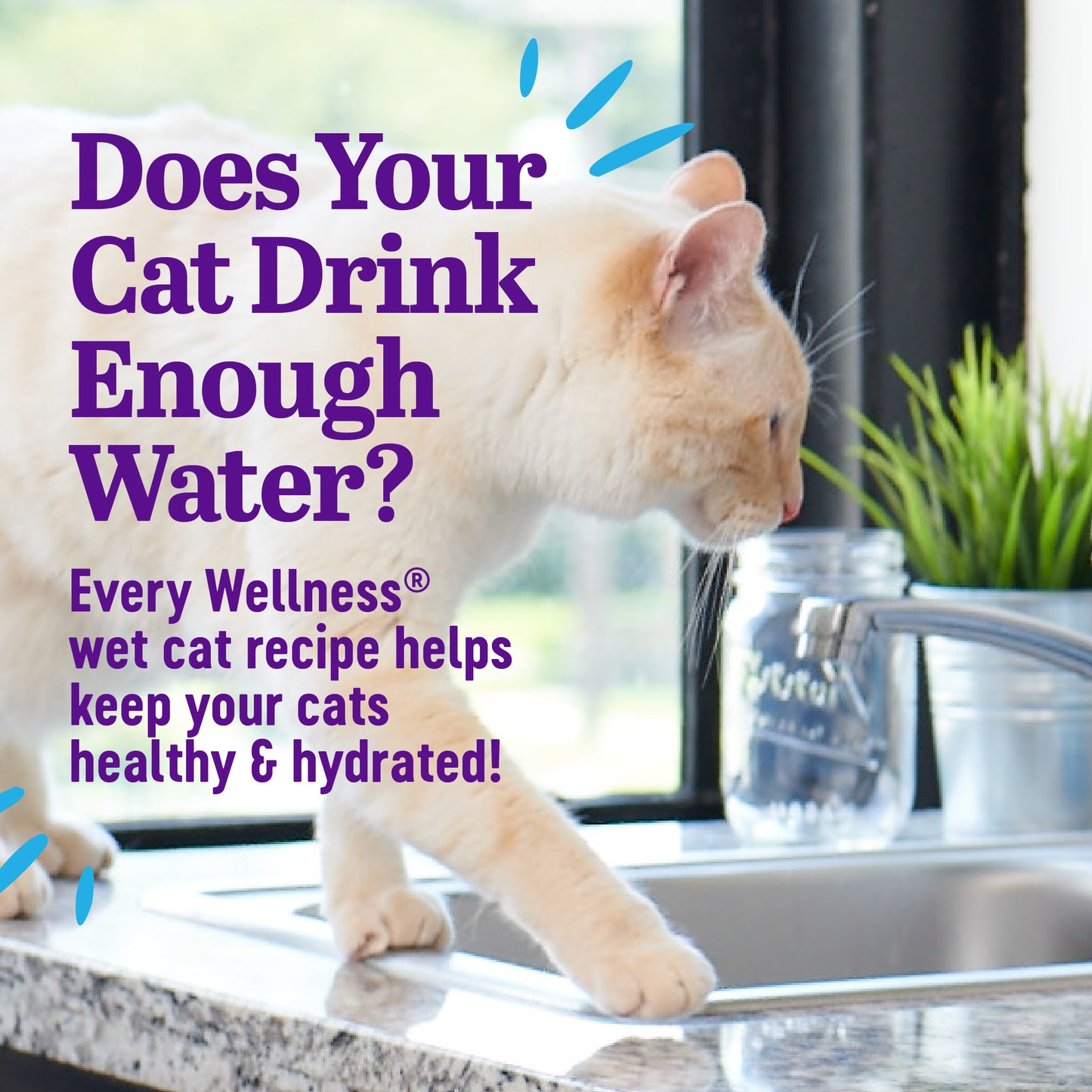 Wellness Appetizing Entrees Flaked Tuna & Tilapia Recipe Wet Cat Food 1.4oz