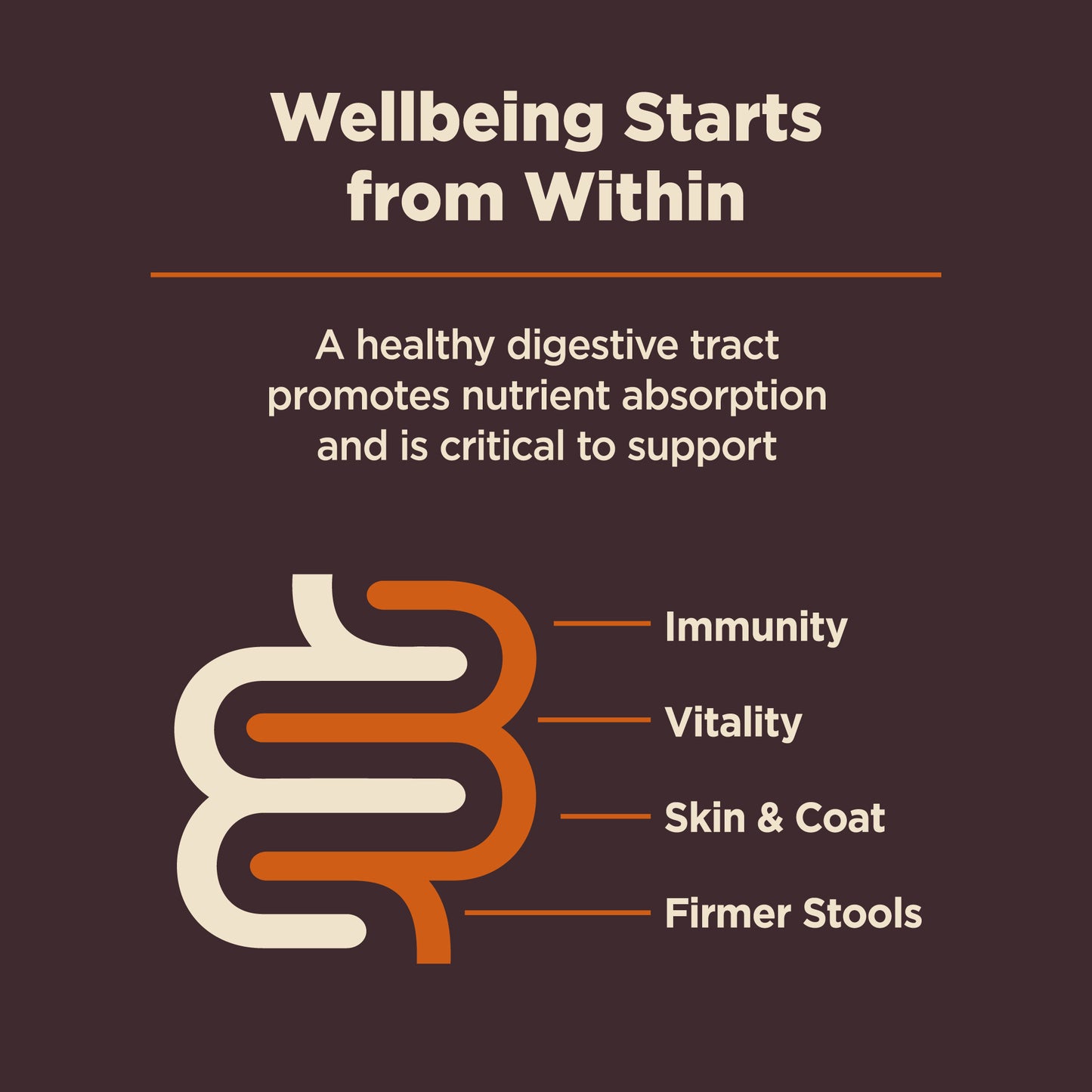 Wellness Core Digestive Health Chicken Recipe Dry Dog Food