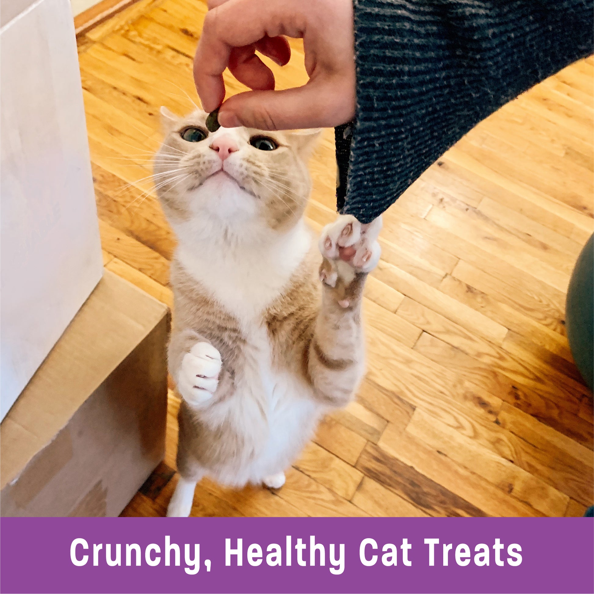 Wellness Kittles Tuna & Cranberries Recipe Cat Treats 2oz